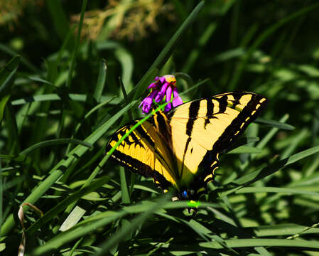 Image of Western Tiger Swallowtail