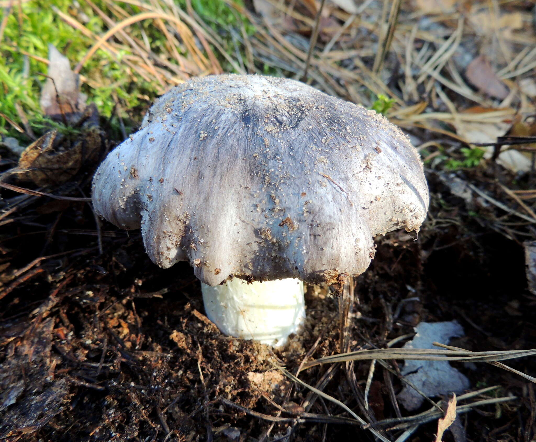 Imagem de Tricholoma portentosum (Fr.) Quél. 1873