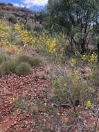 Image of Acacia murrayana F. Muell. ex Benth.