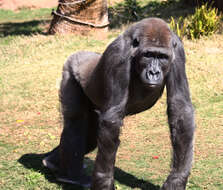 Image of Lowland Gorilla