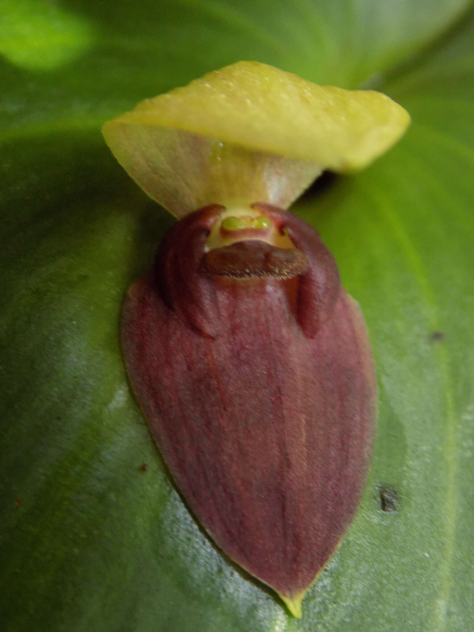 Plancia ëd Pleurothallis imperialis Luer