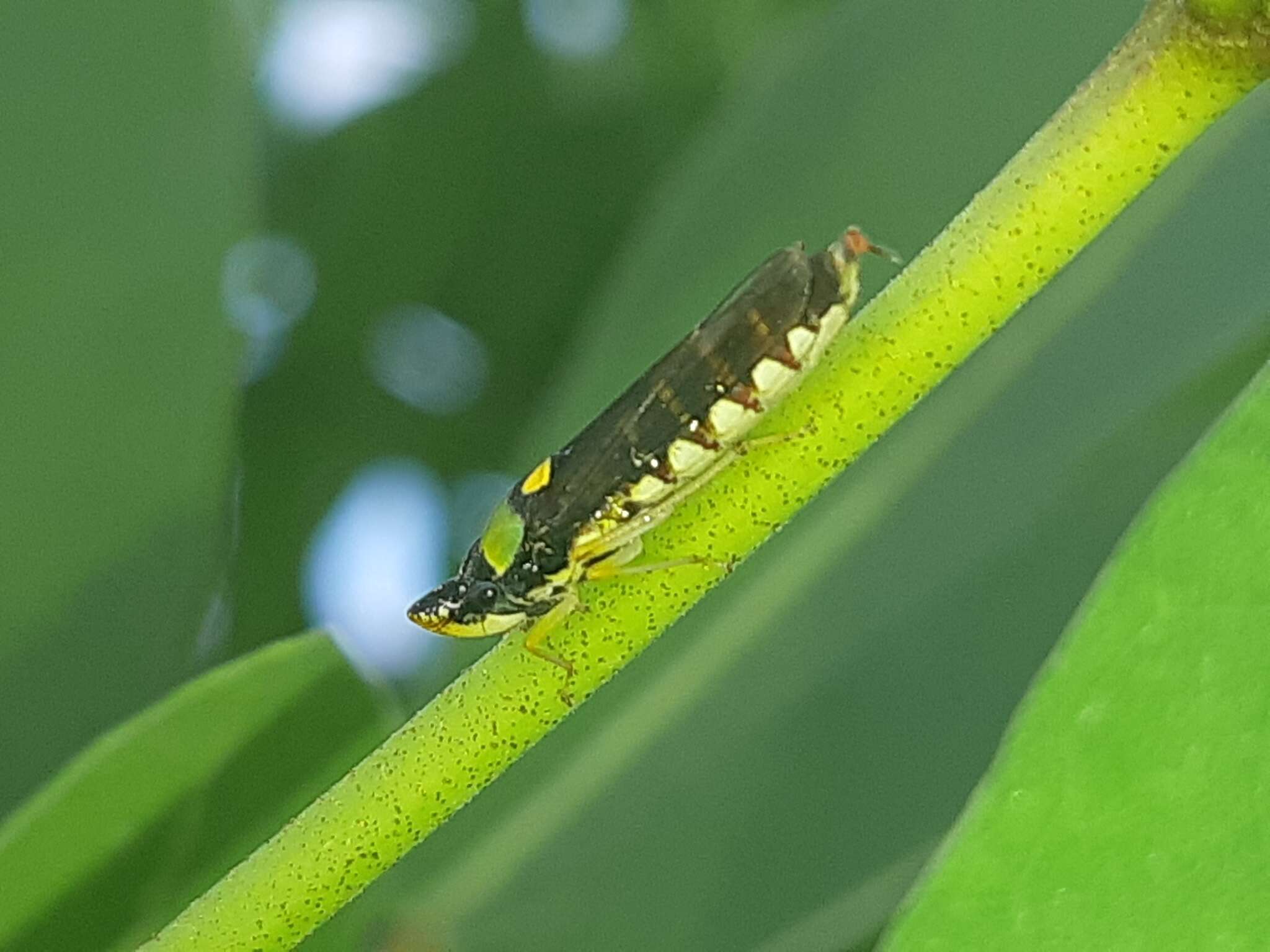 Слика од Acrogonia flavoscutellata (Signoret 1855)