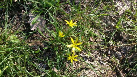 Image of field star-of-bethlehem