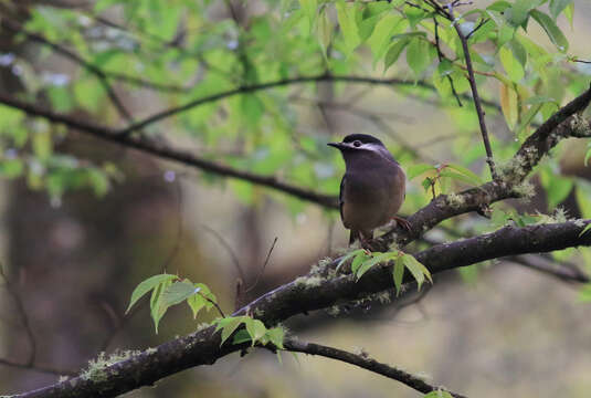 Image of White-eared Sibia