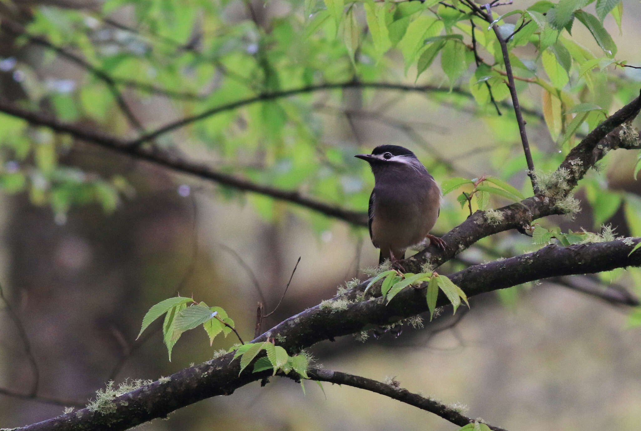 صورة Heterophasia auricularis (Swinhoe 1864)