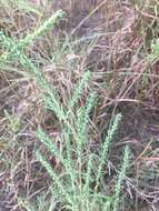 Image of narrowleaf marsh elder