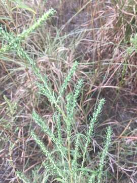 Image of Pensacola marsh elder