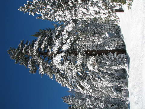 Image of Jeffrey Pine