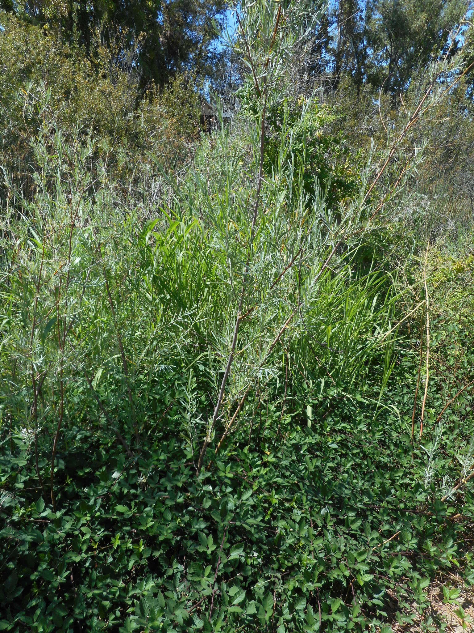 Image of narrowleaf willow