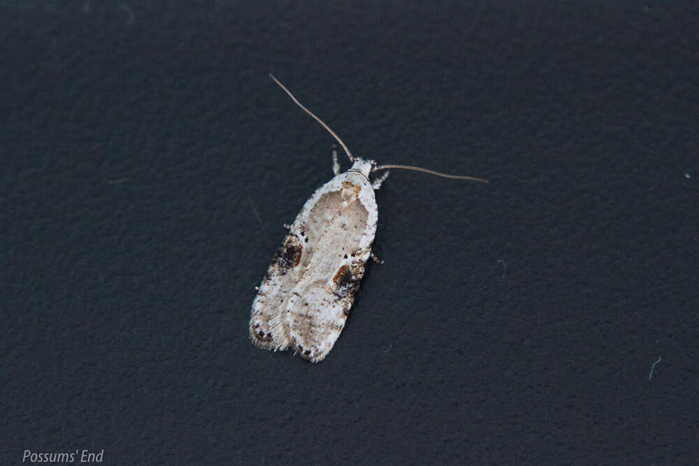 Image of Poison Hemlock Moth