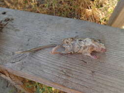 Image of Common Forest Dormouse