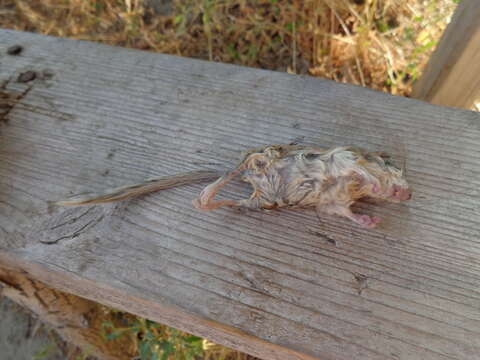 Image of Common Forest Dormouse