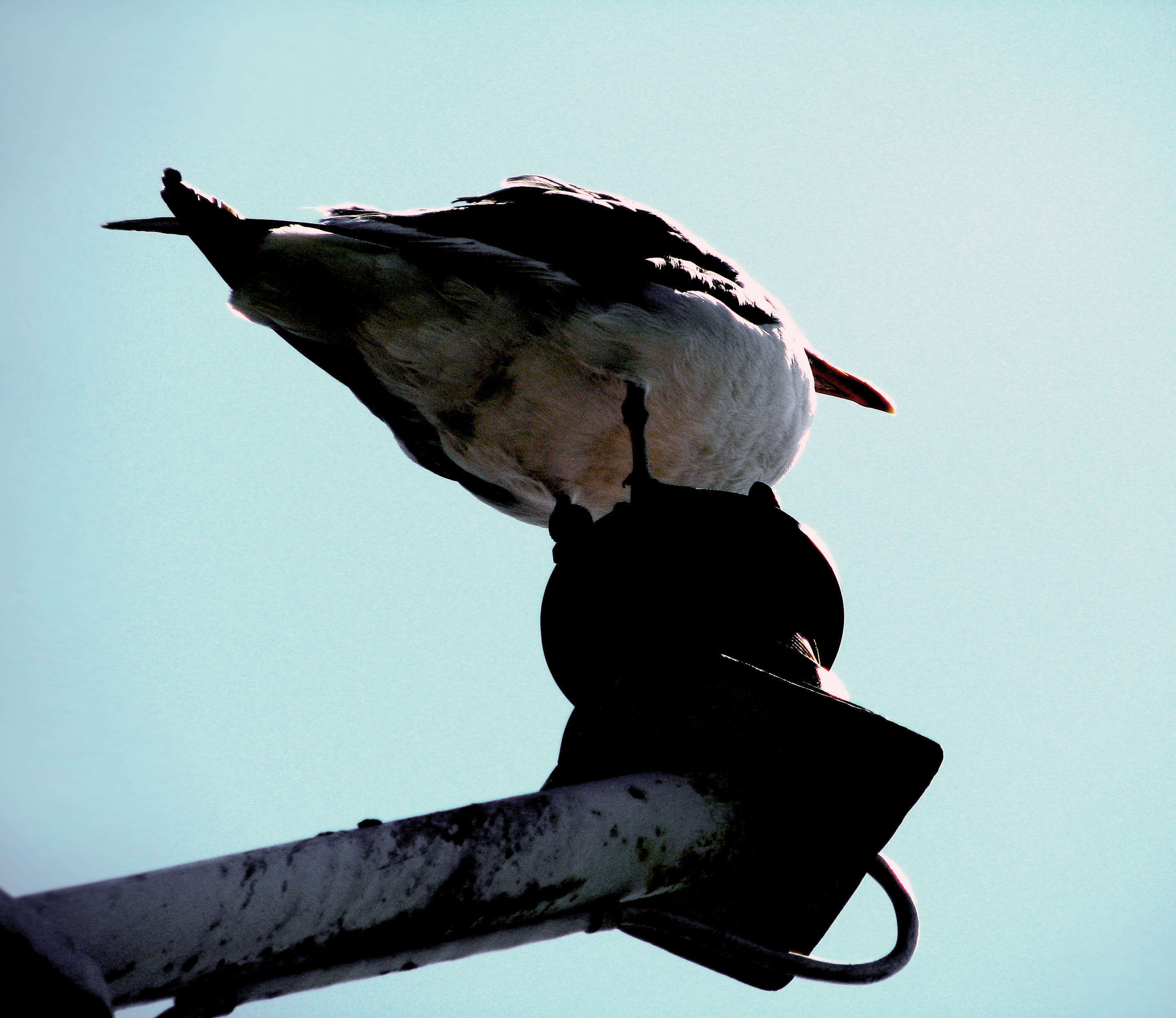 Image of Heermann's Gull