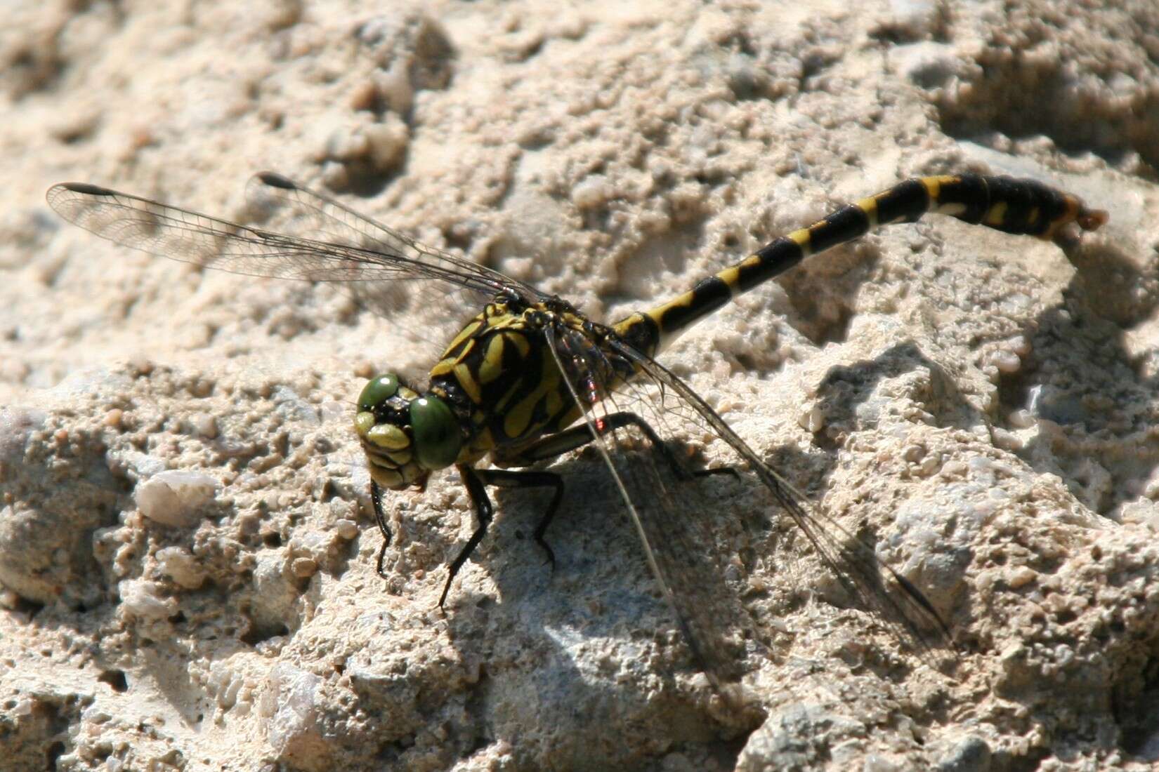 Image of Green-eyed Hooktail