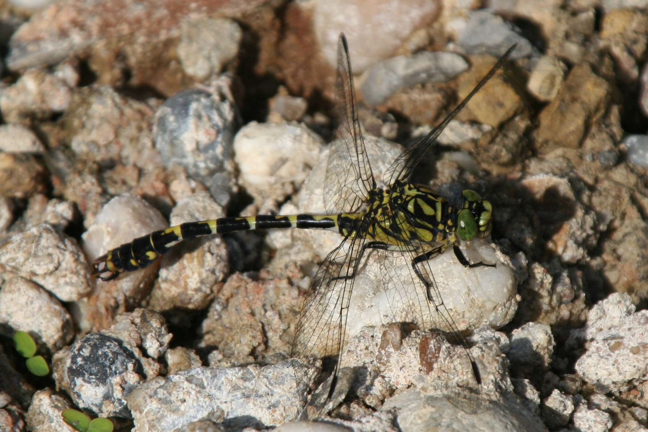 Image of Green-eyed Hooktail