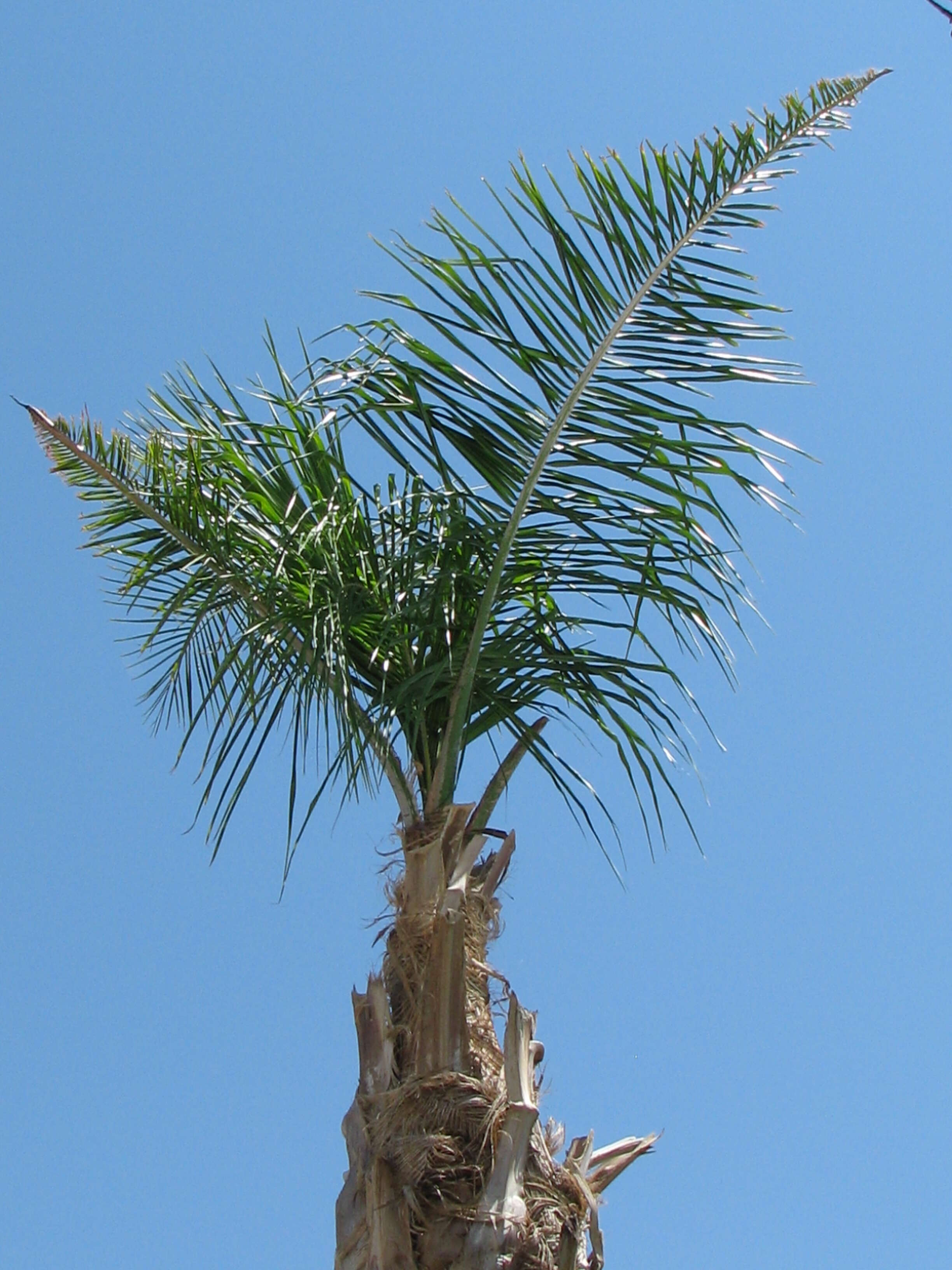 Image of Carpentaria acuminata (H. Wendl. & Drude) Becc.