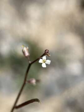 Image of desert winged rockcress