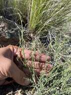 Imagem de Astragalus cusickii var. sterilis (Barneby) R. C. Barneby