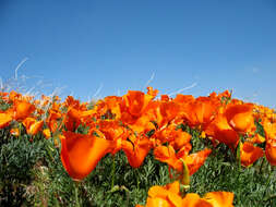 Image of California poppy