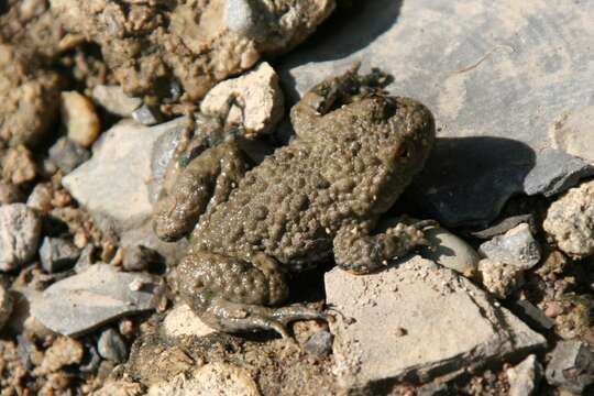 Image of Yellow–bellied Toad