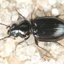 Sivun Bembidion (Asioperyphus) lunatum (Duftschmid 1812) kuva