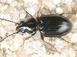 Plancia ëd Bembidion (Asioperyphus) lunatum (Duftschmid 1812)