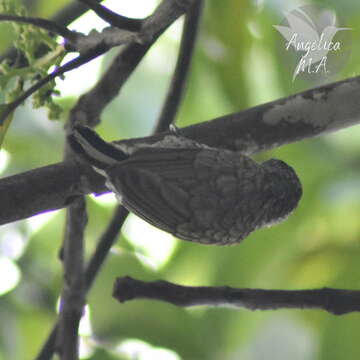 Image of Scaled Piculet