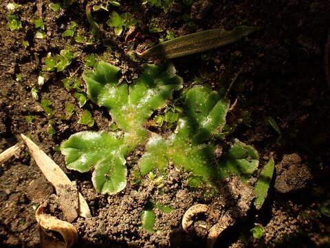 Image of Riccia cartilaginosa Steph.