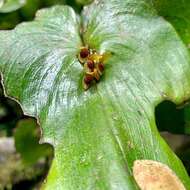 Imagem de Pleurothallis cordata (Ruiz & Pav.) Lindl.