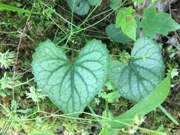 Image of southern woodland violet