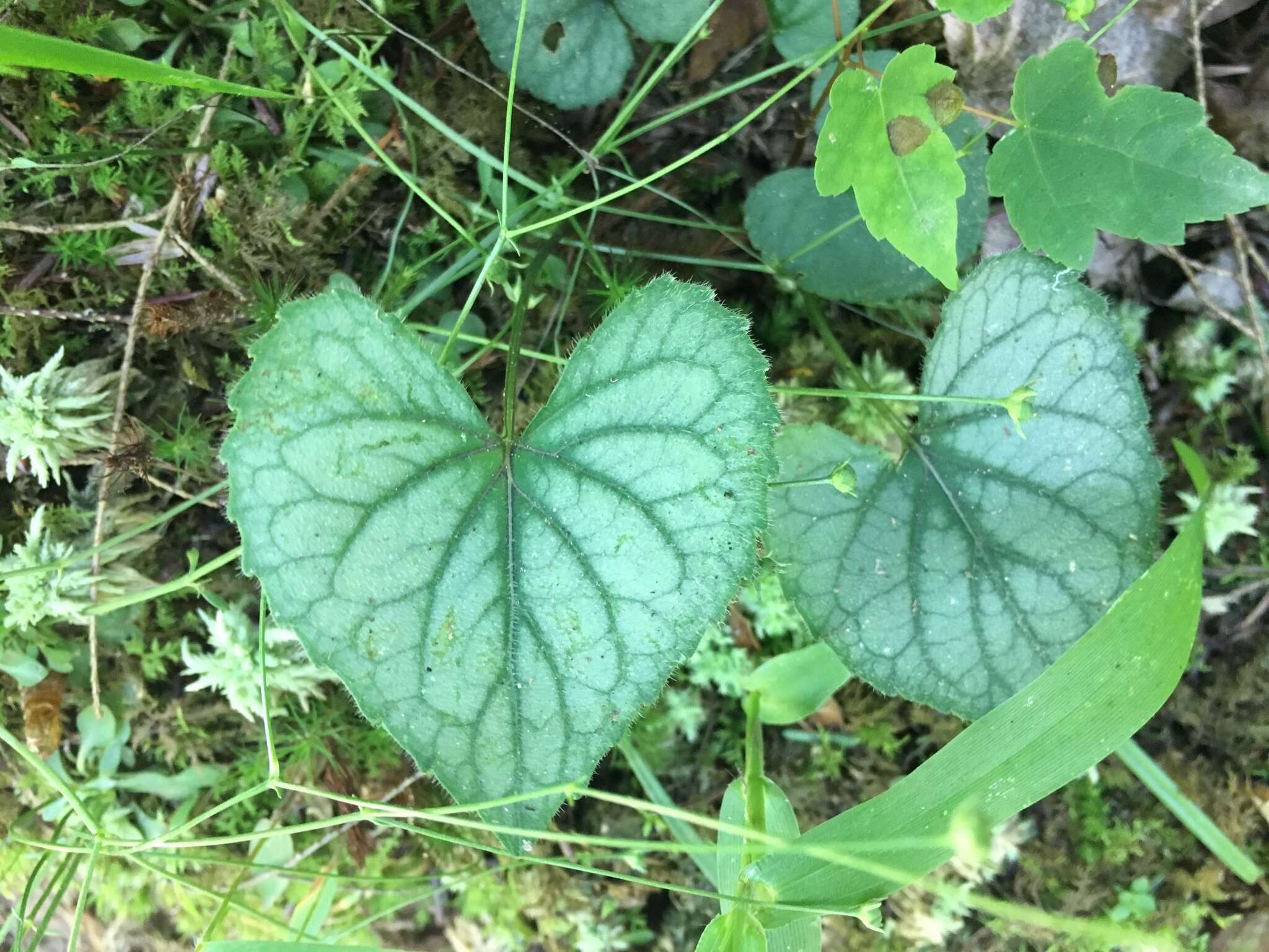 Imagem de Viola hirsutula Brainerd