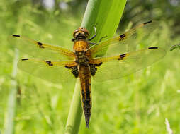 Image of Four-spotted Chaser