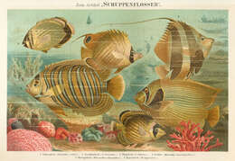 Image of Lineated Butterflyfish
