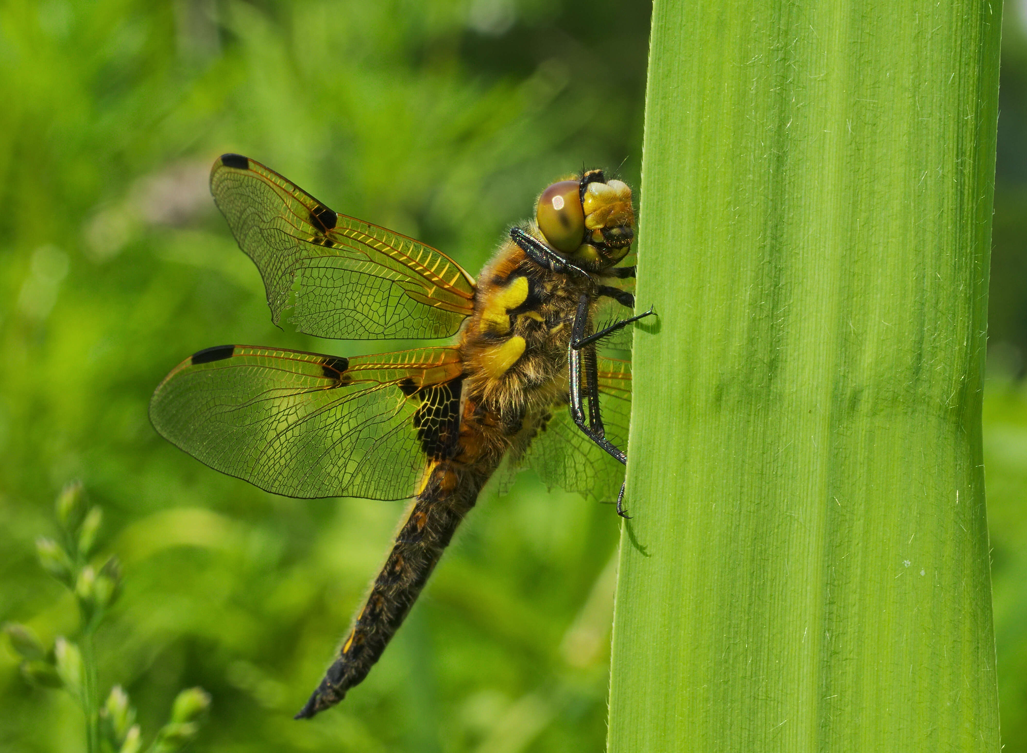 Image of Four-spotted Chaser