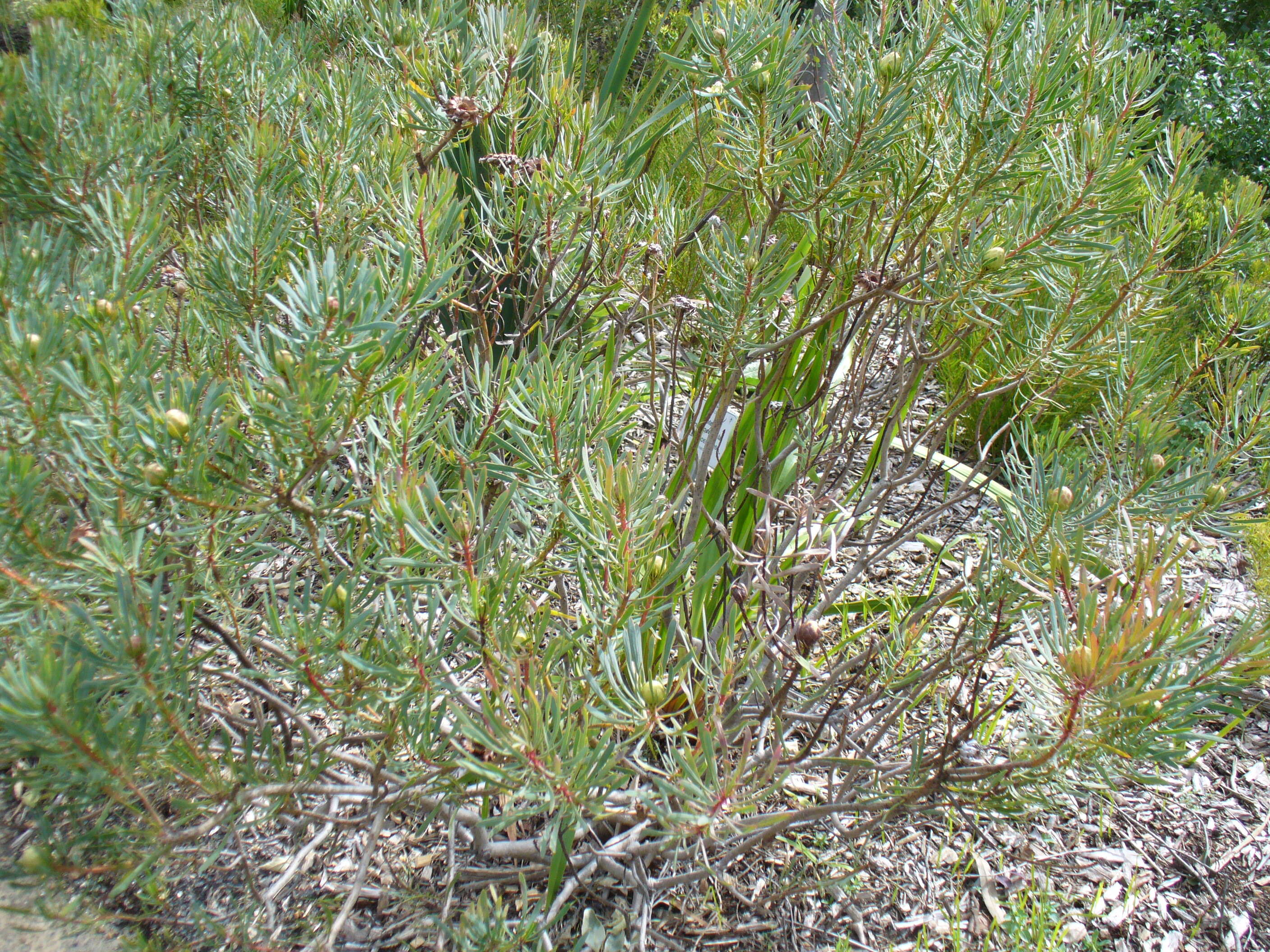 Plancia ëd Protea scolymocephala (L.) Reich.