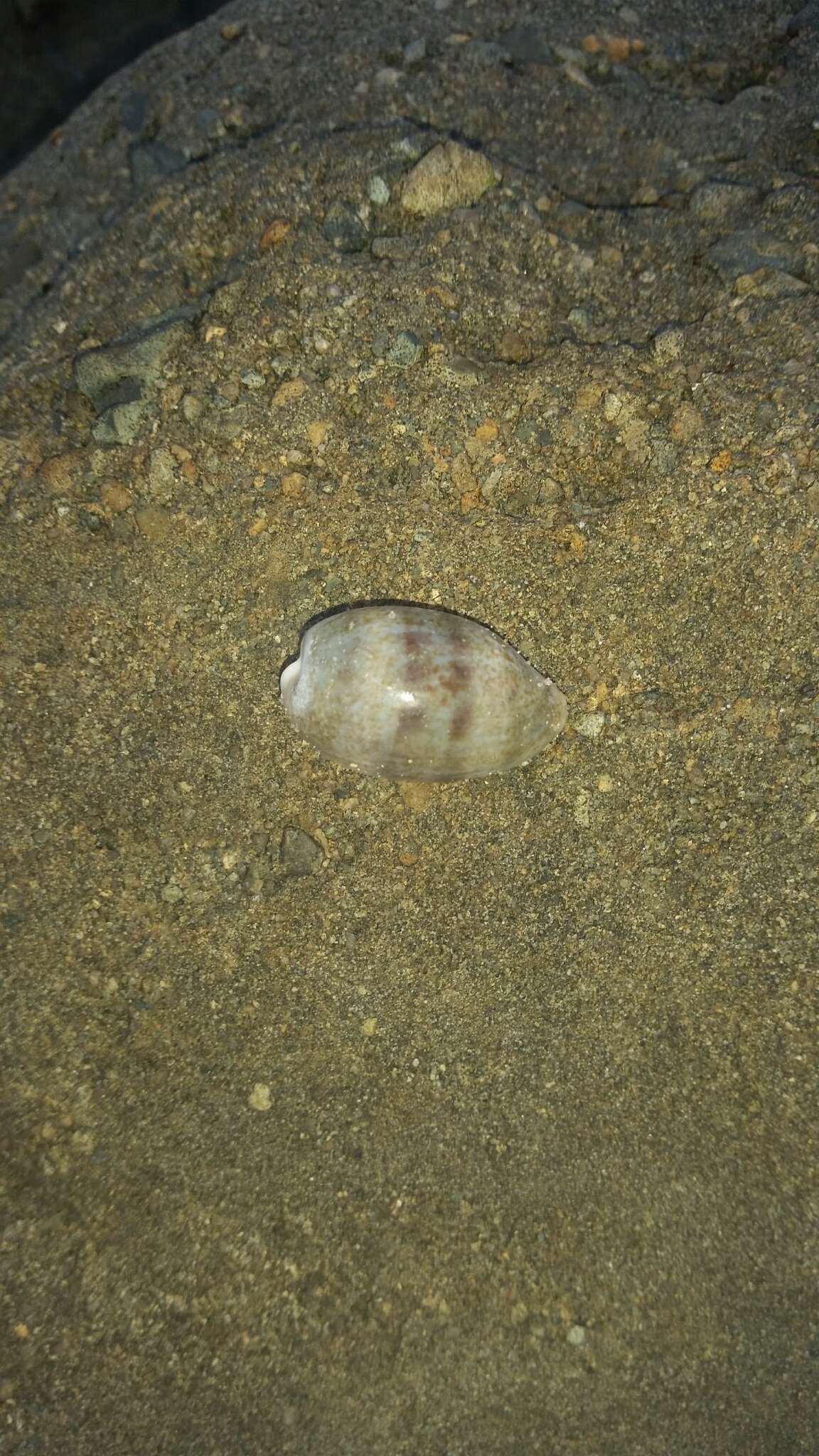 Image of mistaken cowrie