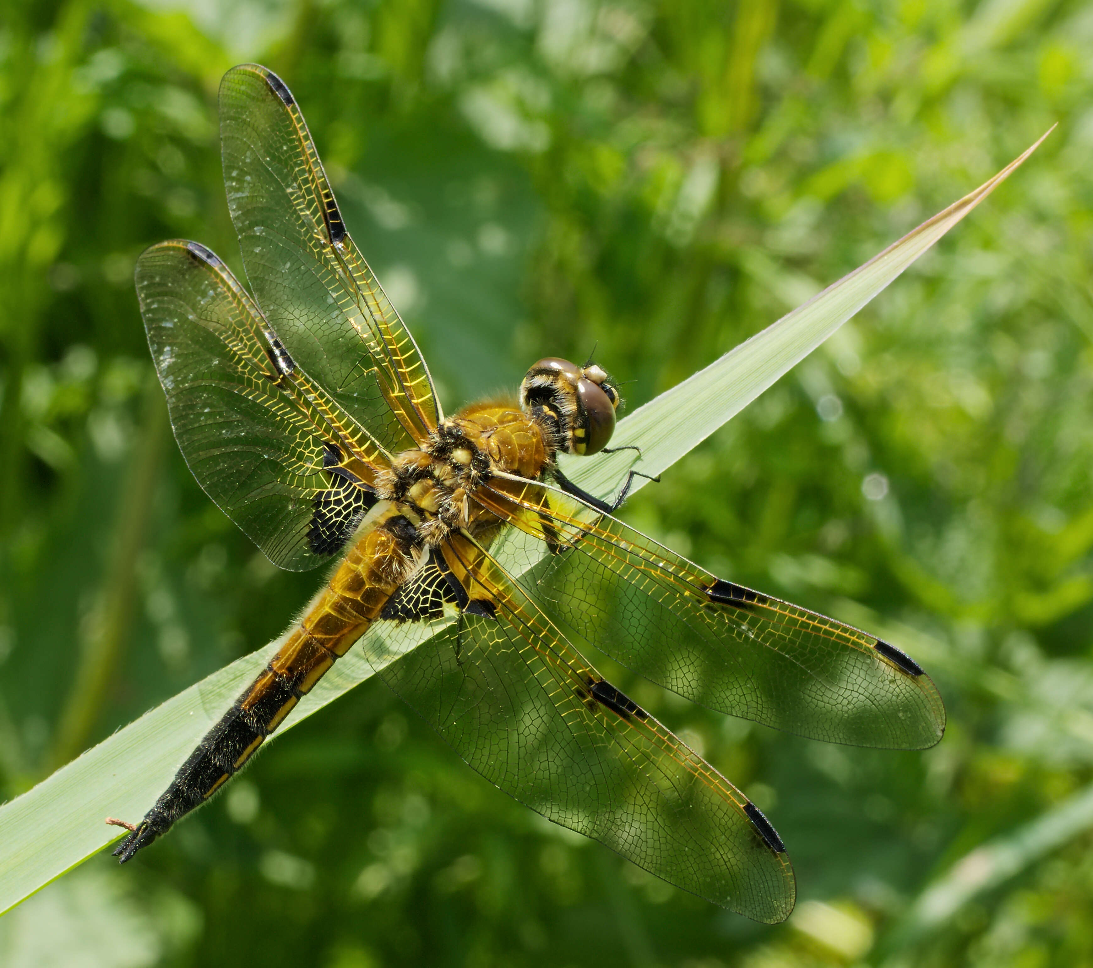 Image of Four-spotted Chaser