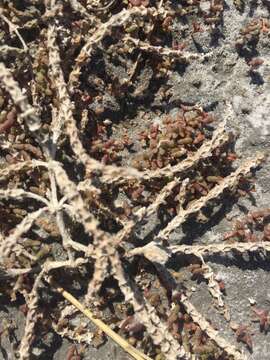 Image of red samphire