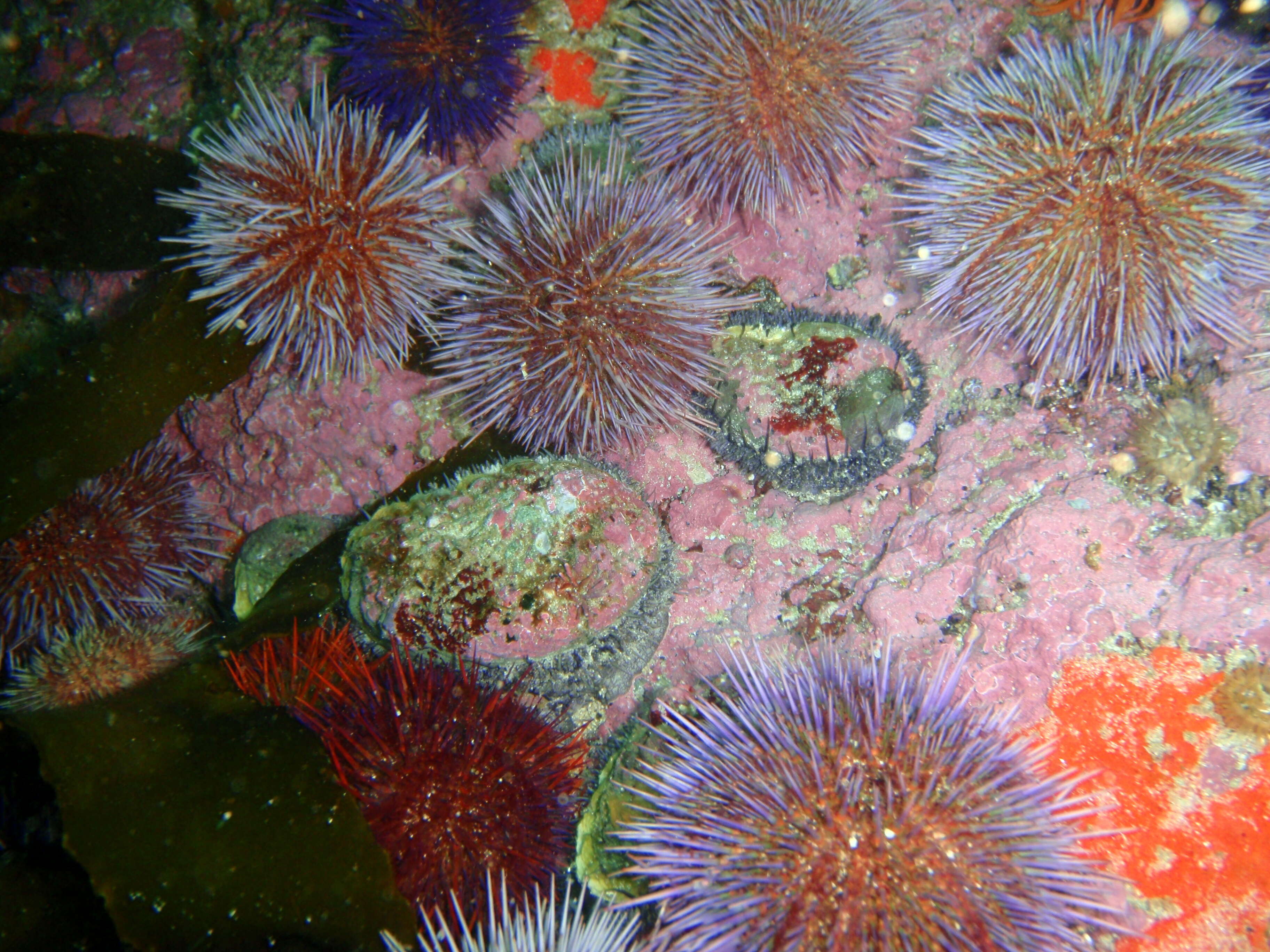 Image of Midas Ear Abalone