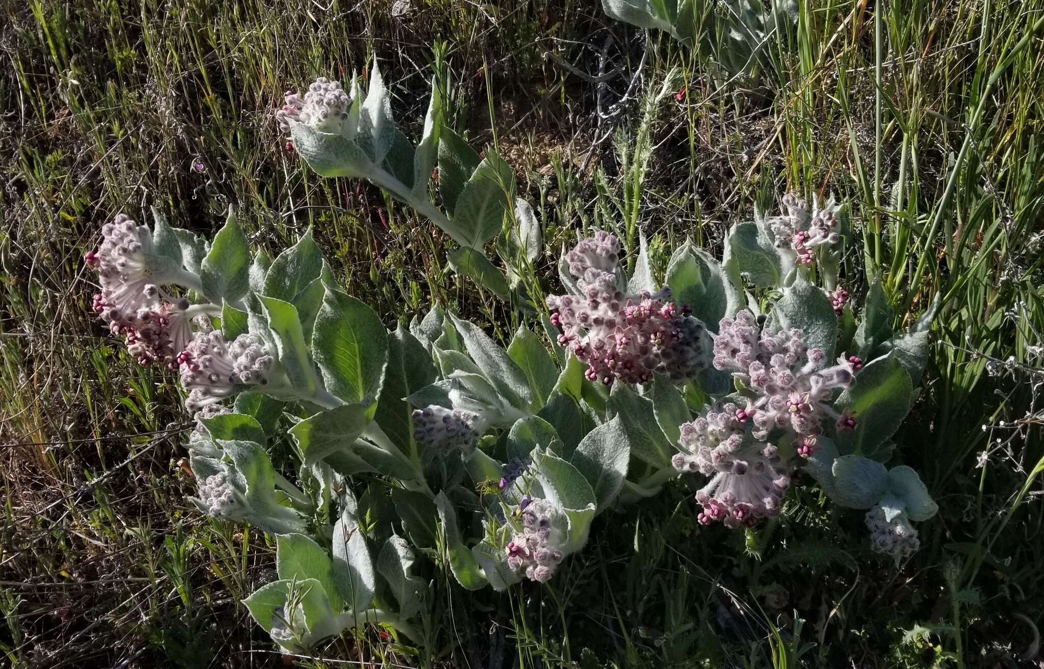 Imagem de Asclepias californica subsp. greenei Woods.