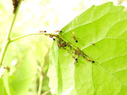 Image of Chaitophorus populicola Thomas & C. 1878