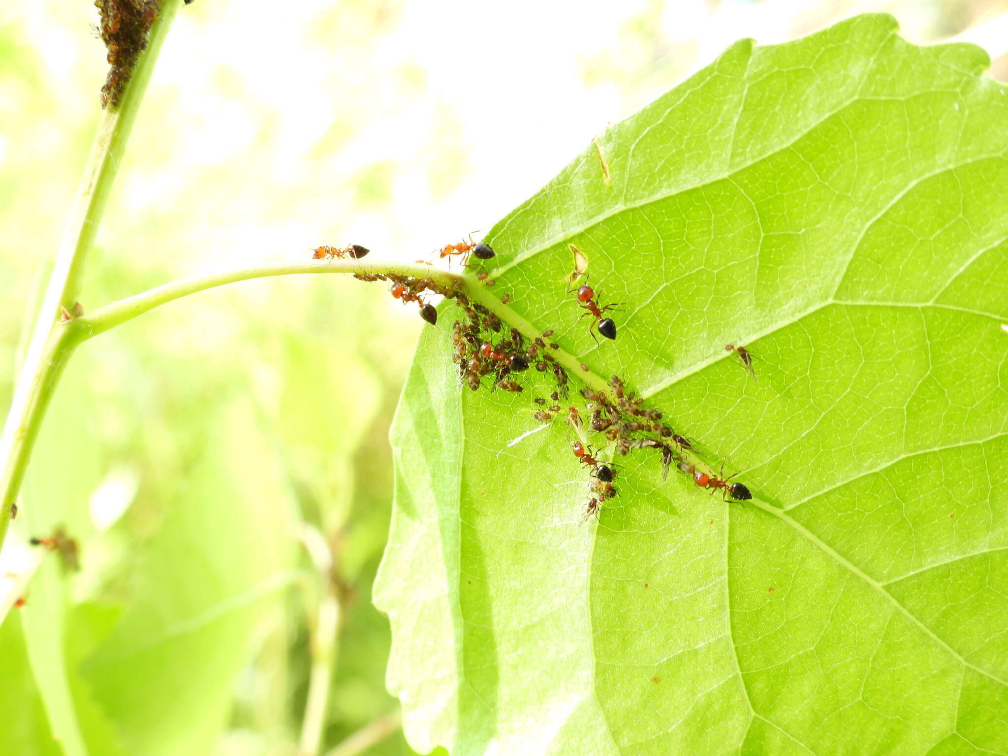 Image of Chaitophorus populicola Thomas & C. 1878