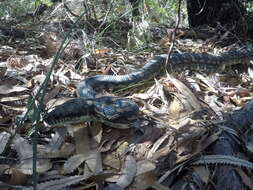 Image of Morelia spilota mcdowelli Wells & Wellington 1984