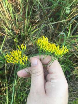 Image of Pineland Rayless-Goldenrod