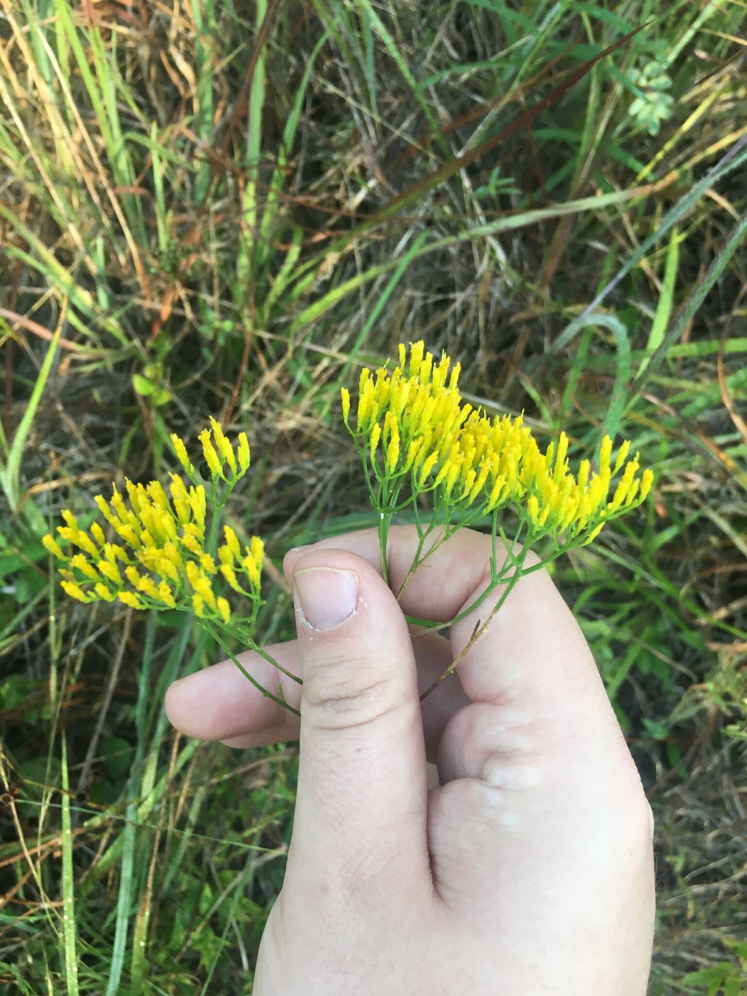 Слика од Bigelowia nudata (Michx.) DC.