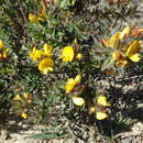 Image of Pultenaea trinervis J. M. Black