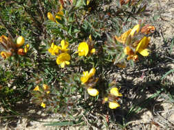 Imagem de Pultenaea trinervis J. M. Black