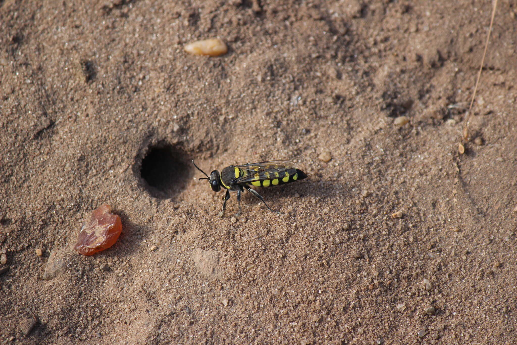 Image de Stictia arcuata (Taschenberg 1870)