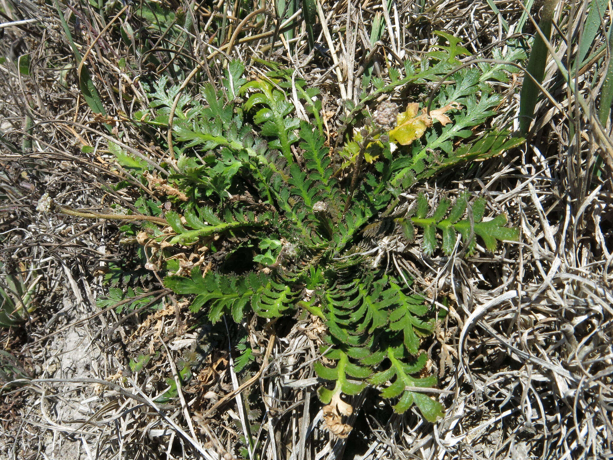 Sivun Lepidium tenuicaule Kirk kuva