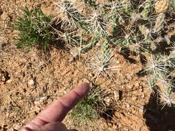 Image of Whipple cholla